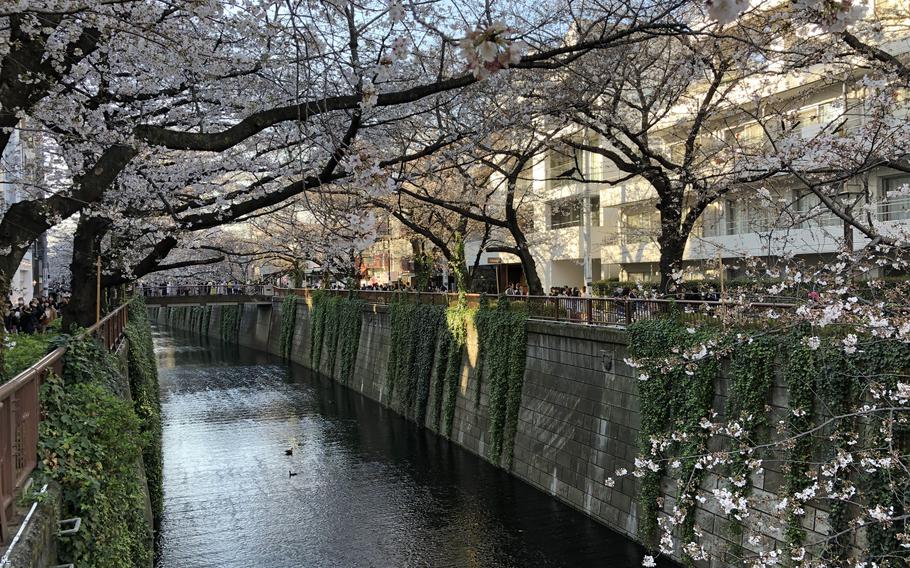 Cherry blossom trees over the Meguro River